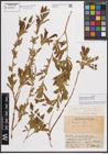 Foto von Salix elbursensis Boiss.